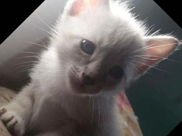 Gato raça Srd idade Abaixo de 2 meses nome Guga