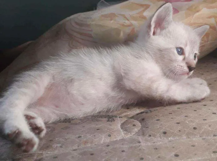 Gato raça Srd idade Abaixo de 2 meses nome Guga