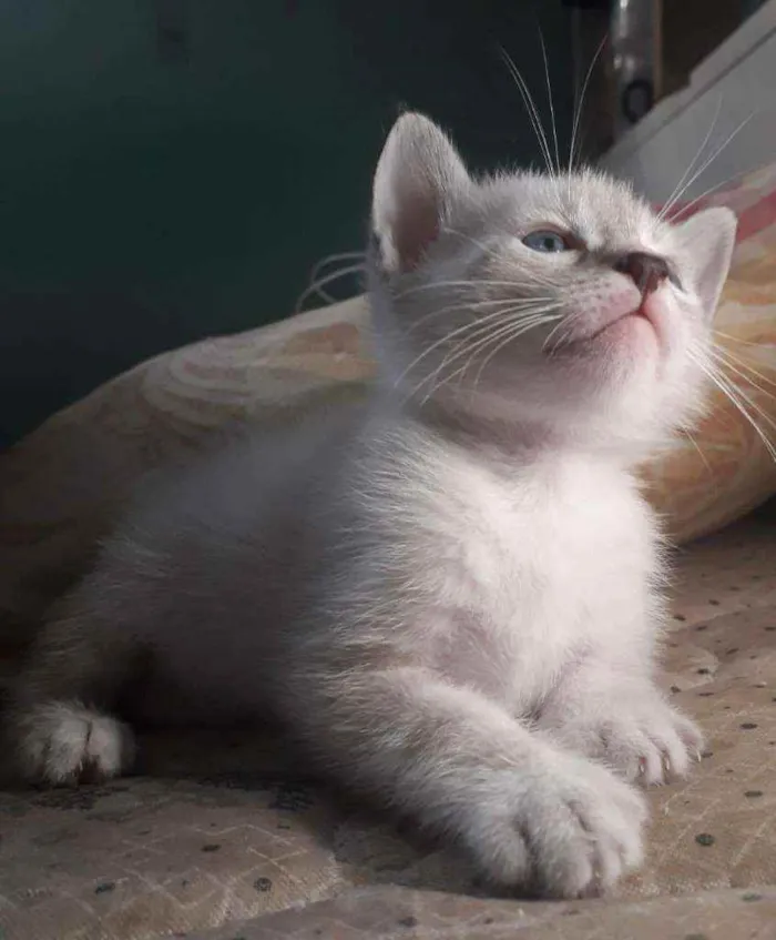 Gato raça Srd idade Abaixo de 2 meses nome Guga