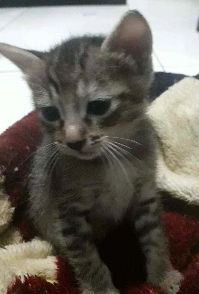 Gato raça Srd idade Abaixo de 2 meses nome Luli