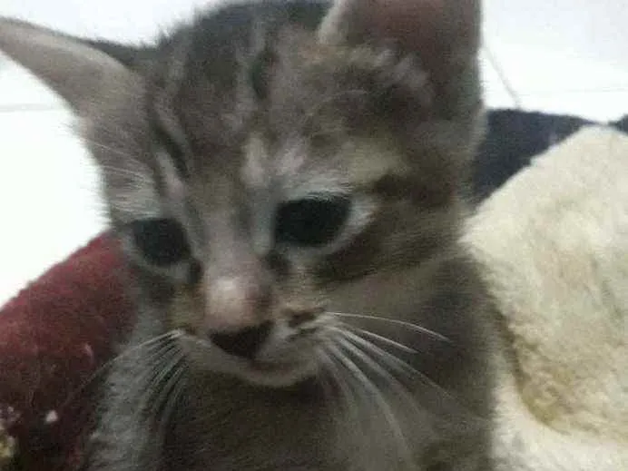 Gato raça Srd idade Abaixo de 2 meses nome Luli