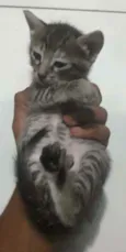 Gato raça Srd idade Abaixo de 2 meses nome Luli