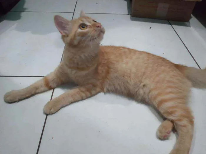 Gato raça Srd idade 2 a 6 meses nome Orange
