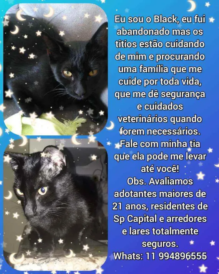 Gato raça Srd idade 7 a 11 meses nome Black