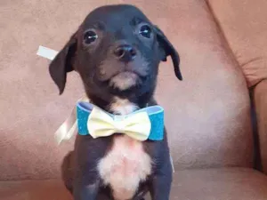 Cachorro raça Srd idade 2 a 6 meses nome Theo