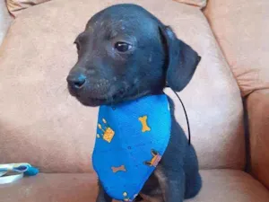 Cachorro raça  idade 2 a 6 meses nome Tonico