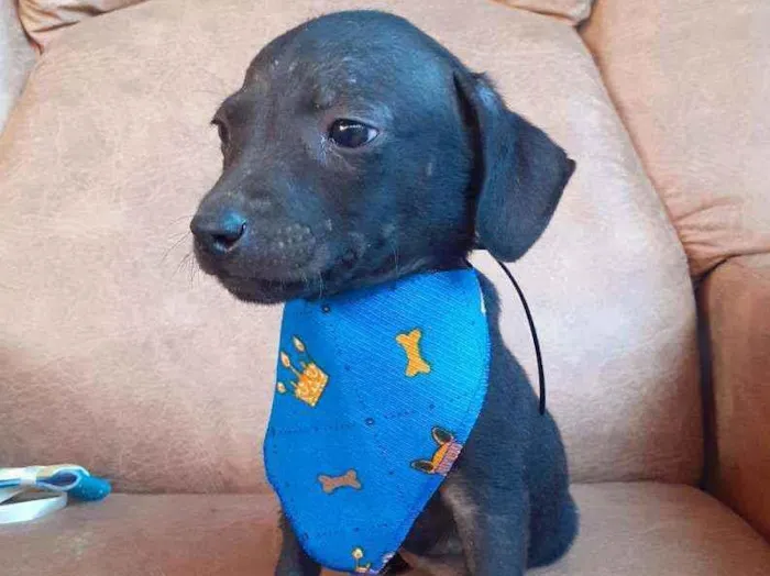 Cachorro ra a  idade 2 a 6 meses nome Tonico