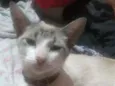 Samanta