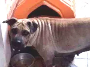 Cachorro raça Sharpei idade 1 ano nome Sandy