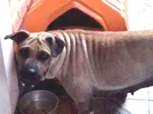 Cachorro raça Sharpei idade 1 ano nome Sandy