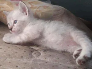 Gato raça Srd idade Abaixo de 2 meses nome Guga