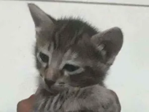 Gato raça Srd idade Abaixo de 2 meses nome Luli