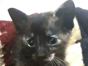 Gato raça Srd idade Abaixo de 2 meses nome Lua