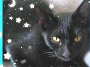 Gato raça Srd idade 7 a 11 meses nome Black