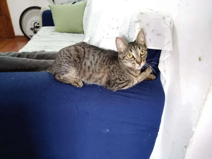 Gato ra a  idade 2 a 6 meses nome sem nome