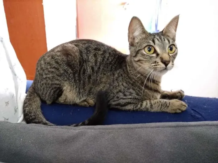 Gato ra a  idade 2 a 6 meses nome sem nome