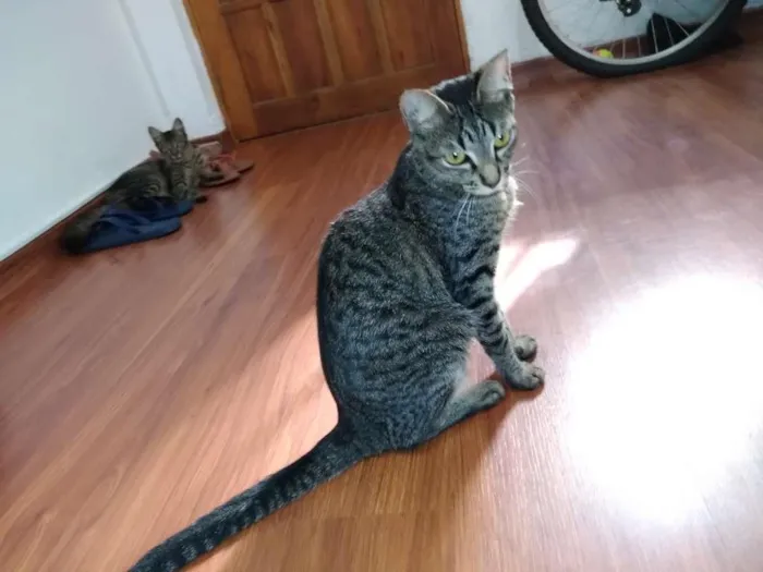 Gato ra a  idade 2 a 6 meses nome sem nome