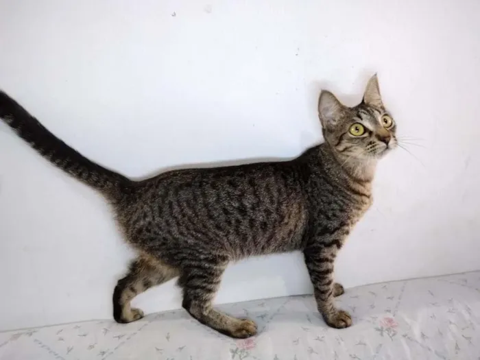 Gato ra a  idade 2 a 6 meses nome sem nome