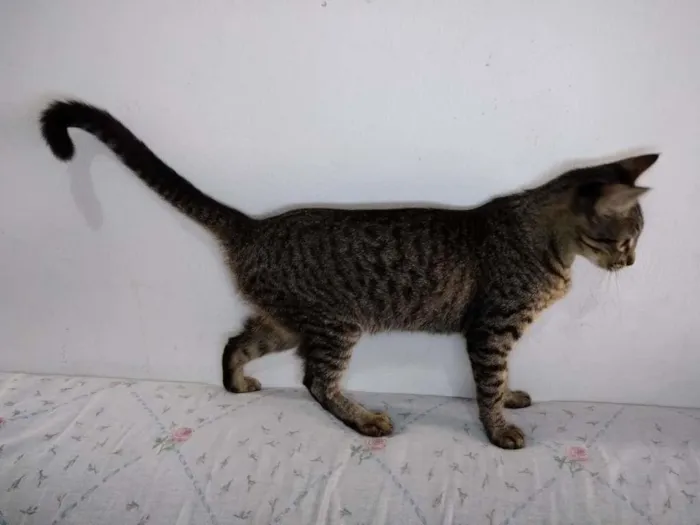 Gato ra a  idade 2 a 6 meses nome sem nome