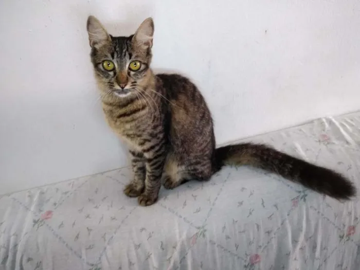 Gato ra a  idade 2 a 6 meses nome sem nome