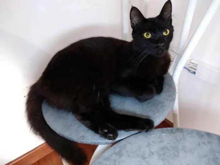 Gato ra a  idade 2 a 6 meses nome sem nome