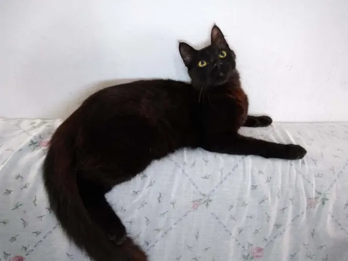 Gato ra a  idade 2 a 6 meses nome sem nome