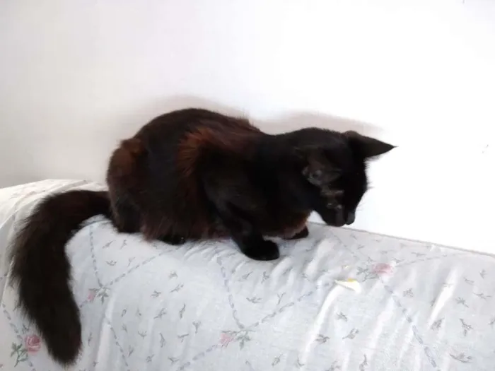 Gato ra a  idade 2 a 6 meses nome sem nome