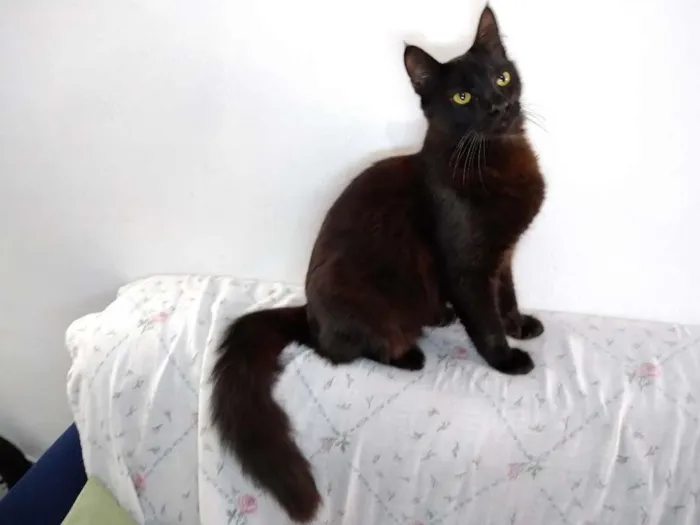 Gato ra a  idade 2 a 6 meses nome sem nome