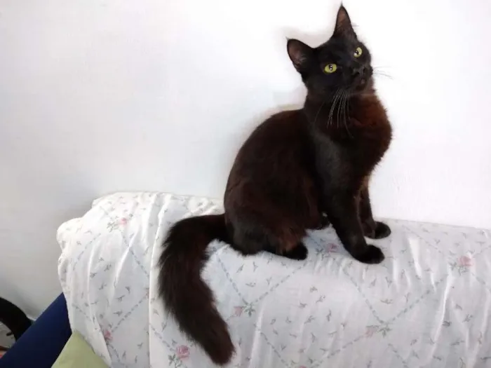Gato ra a  idade 2 a 6 meses nome sem nome