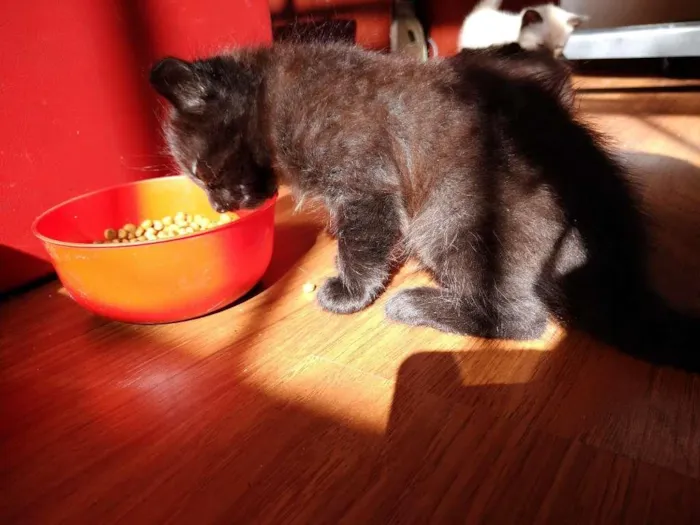Gato ra a  idade 2 a 6 meses nome sem nome