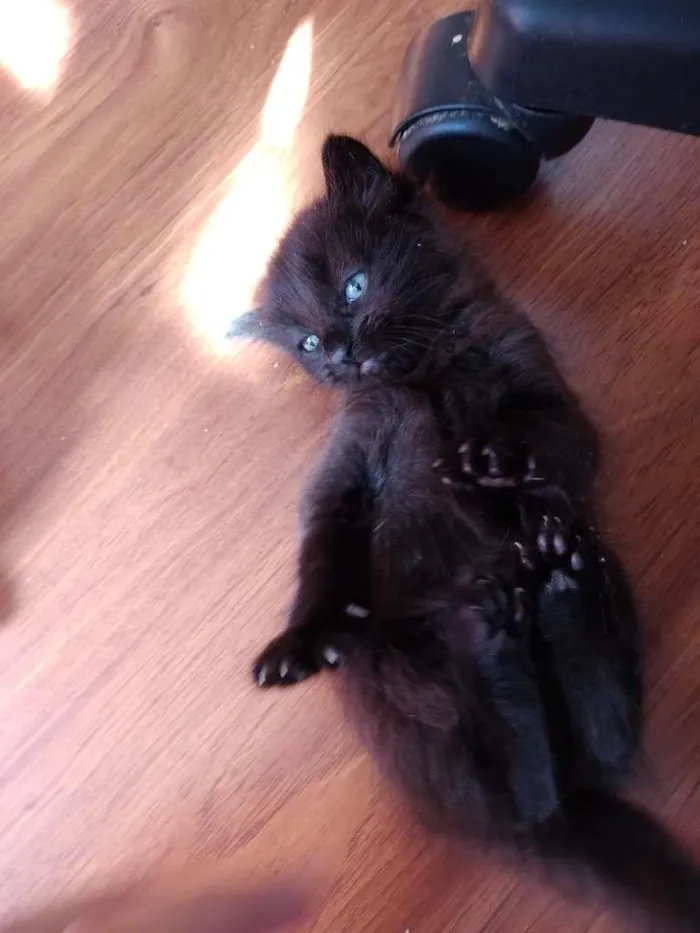 Gato ra a  idade 2 a 6 meses nome sem nome