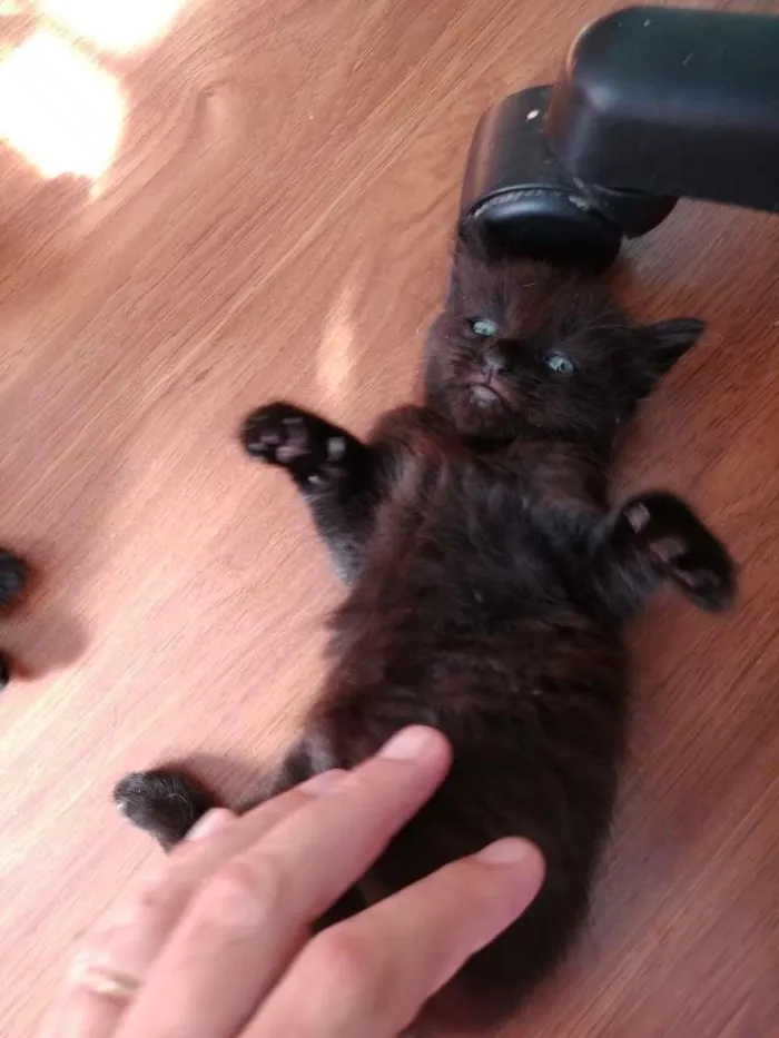 Gato ra a  idade 2 a 6 meses nome sem nome