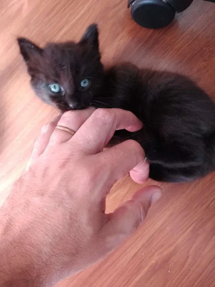 Gato ra a  idade 2 a 6 meses nome sem nome