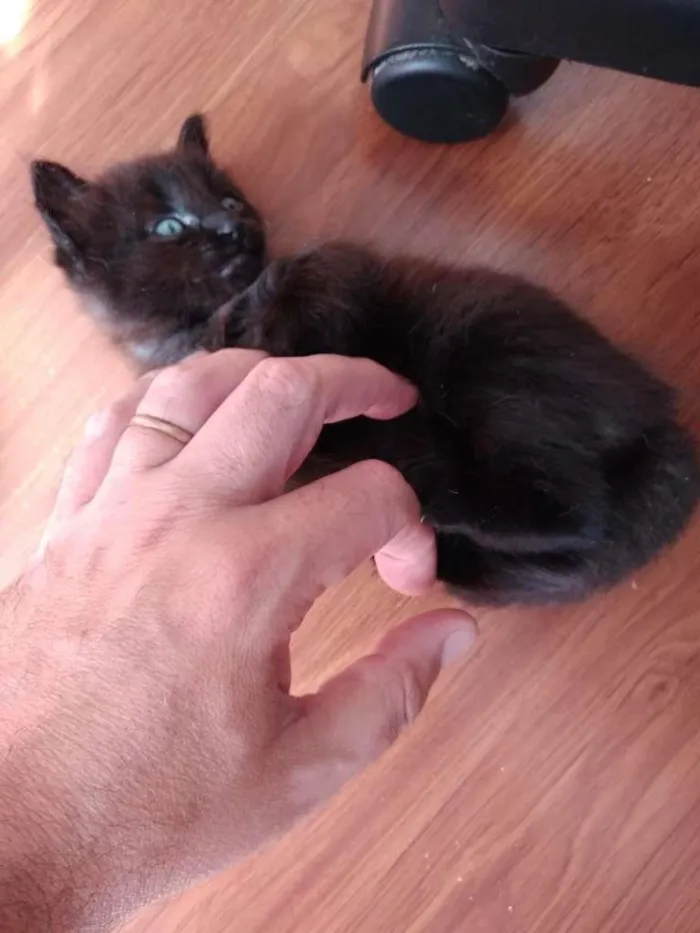Gato ra a  idade 2 a 6 meses nome sem nome