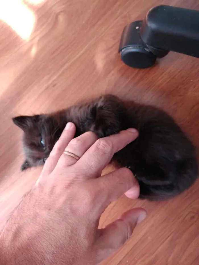 Gato ra a  idade 2 a 6 meses nome sem nome