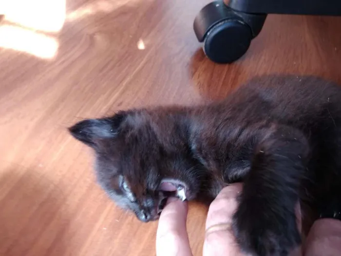Gato ra a  idade 2 a 6 meses nome sem nome