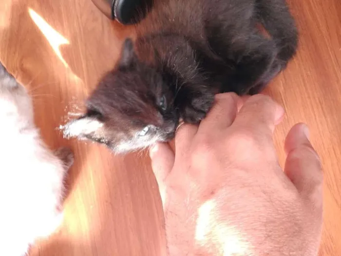Gato ra a  idade 2 a 6 meses nome sem nome
