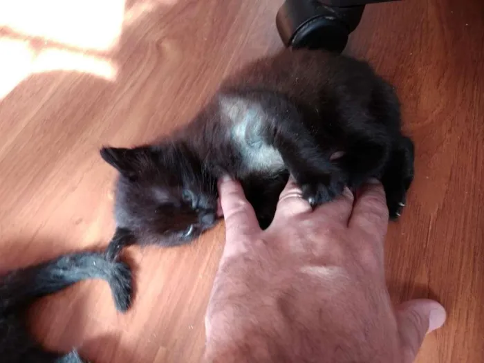Gato ra a  idade 2 a 6 meses nome sem nome