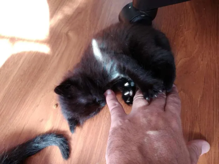 Gato ra a  idade 2 a 6 meses nome sem nome