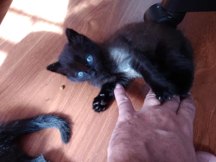 Gato ra a  idade 2 a 6 meses nome sem nome