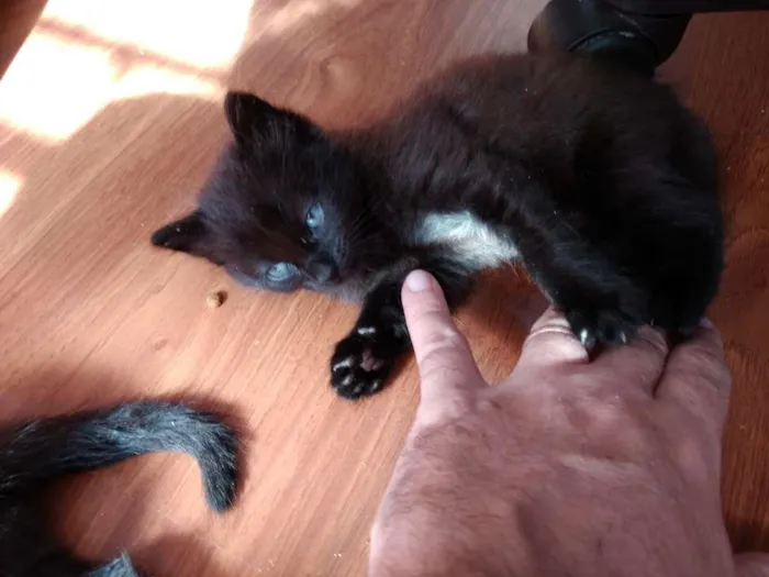 Gato ra a  idade 2 a 6 meses nome sem nome