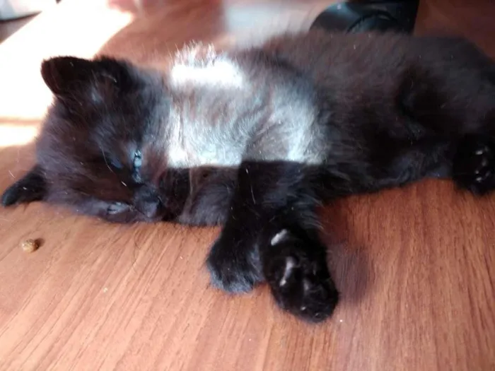 Gato ra a  idade 2 a 6 meses nome sem nome