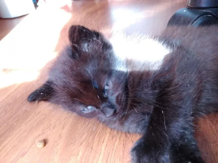 Gato ra a  idade 2 a 6 meses nome sem nome