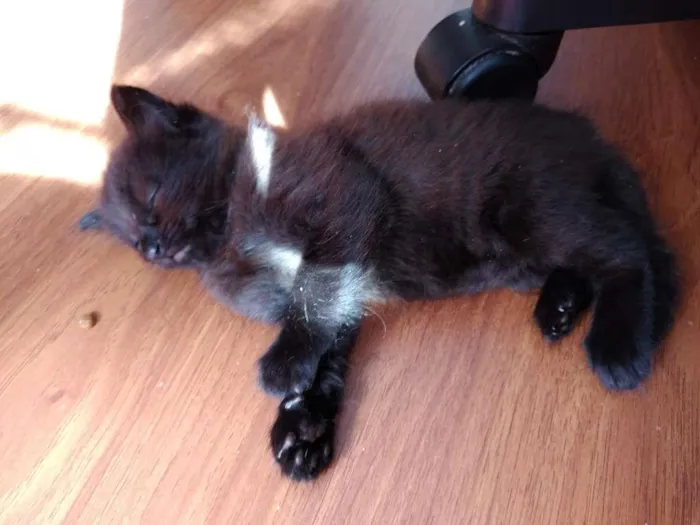 Gato ra a  idade 2 a 6 meses nome sem nome