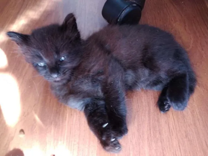 Gato ra a  idade 2 a 6 meses nome sem nome