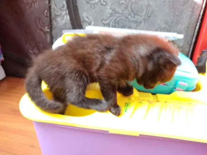 Gato ra a  idade 2 a 6 meses nome sem nome