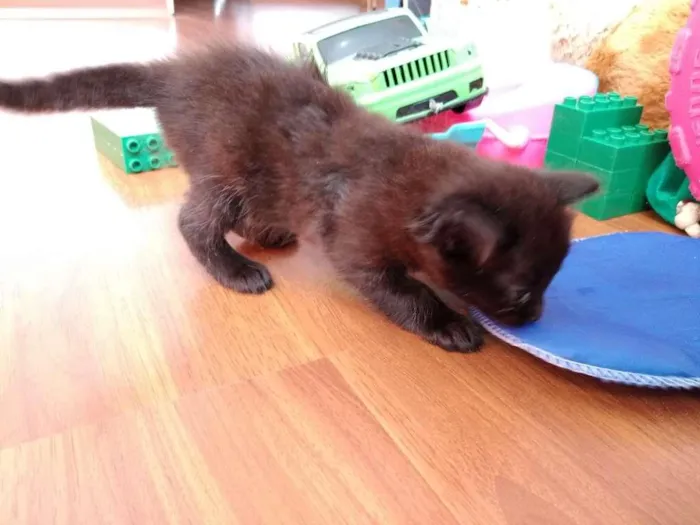 Gato ra a  idade 2 a 6 meses nome sem nome