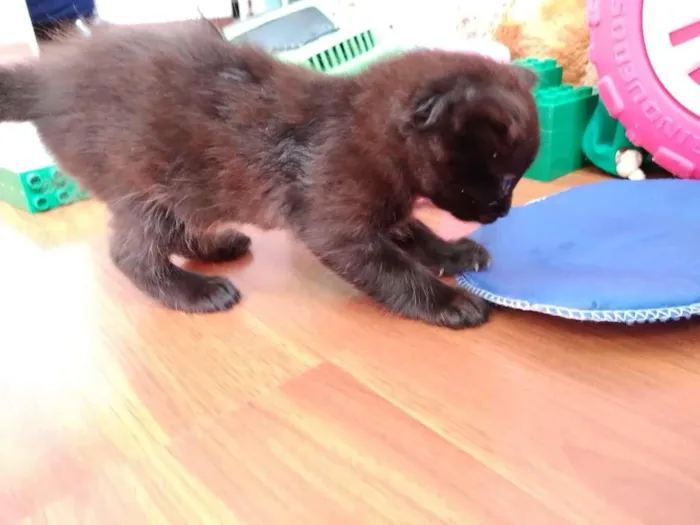 Gato ra a  idade 2 a 6 meses nome sem nome