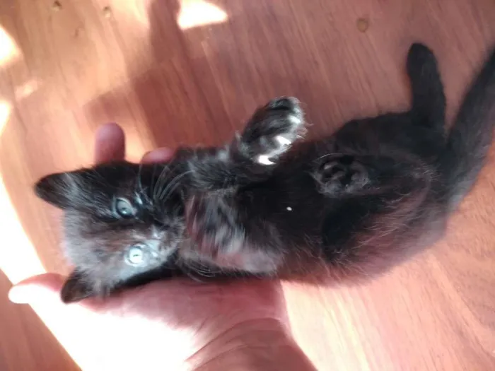 Gato ra a  idade 2 a 6 meses nome sem nome