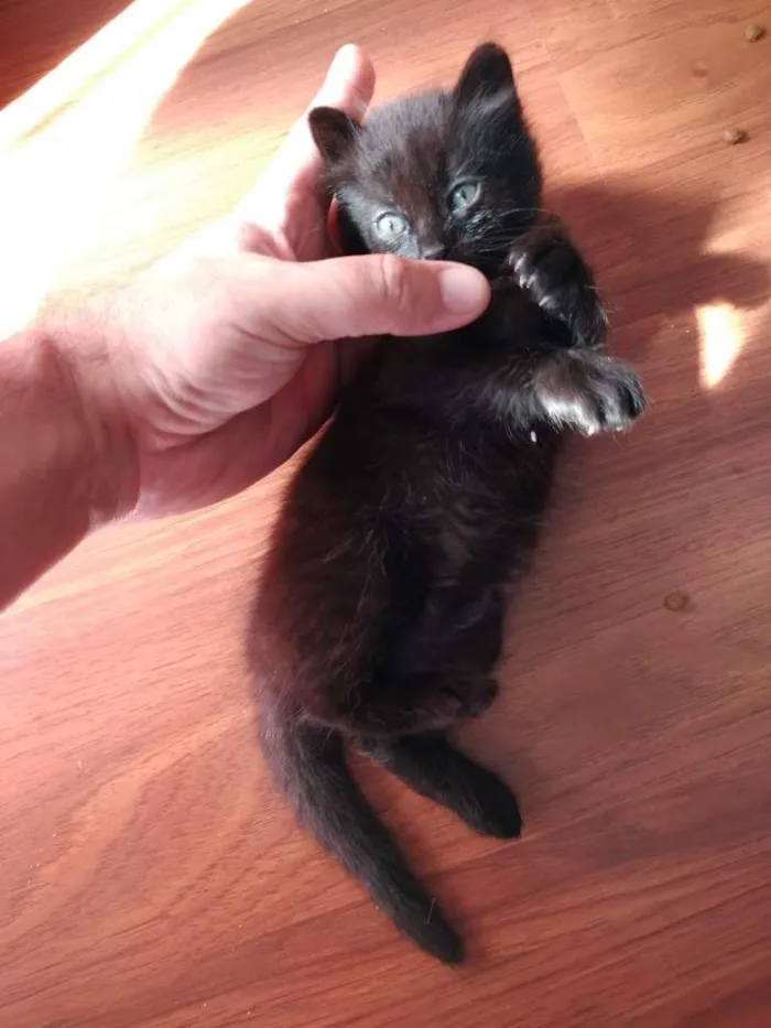 Gato ra a  idade 2 a 6 meses nome sem nome